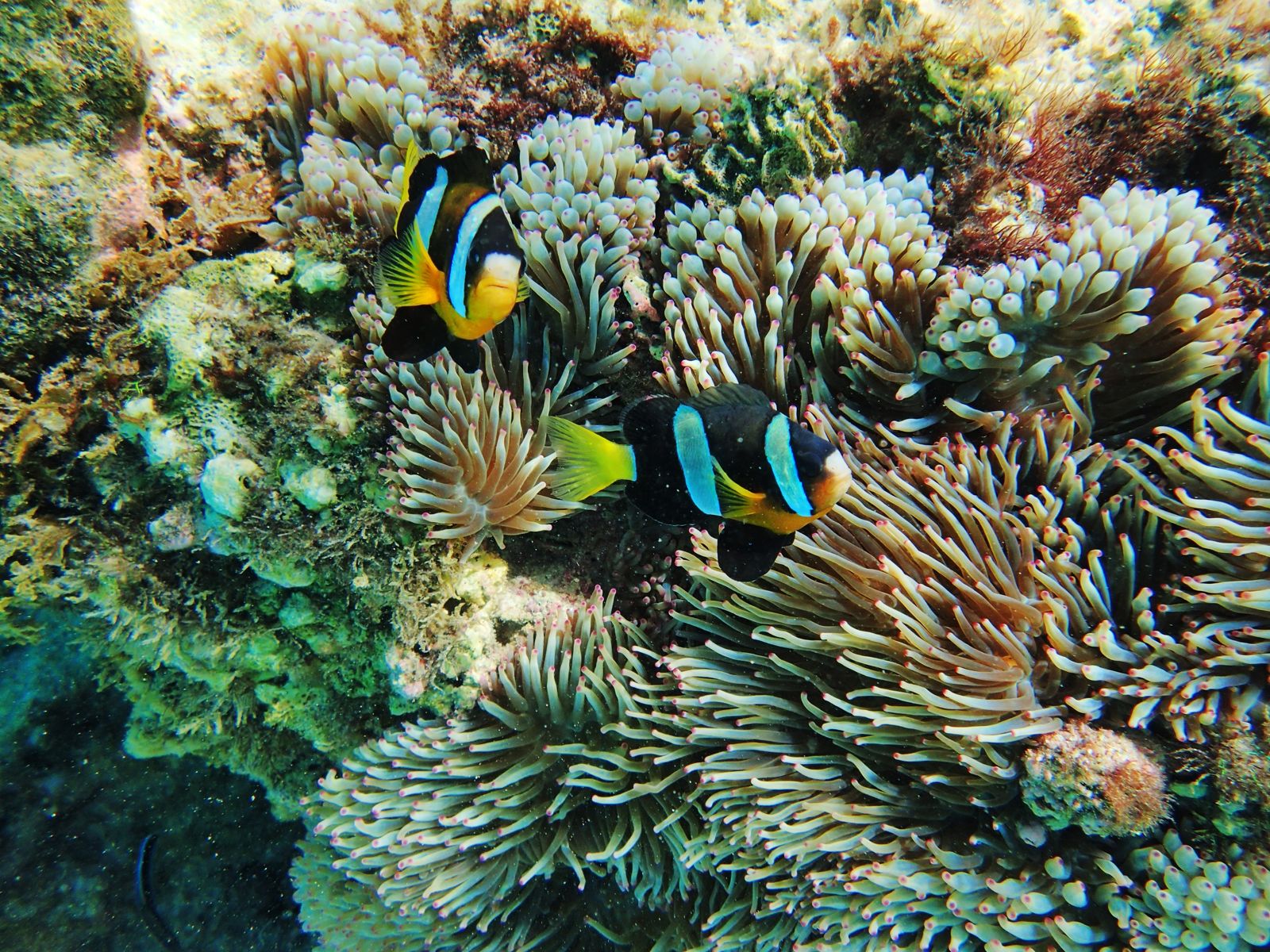 Primary photo of Abrolhos Islands (diving & snorkeling)
