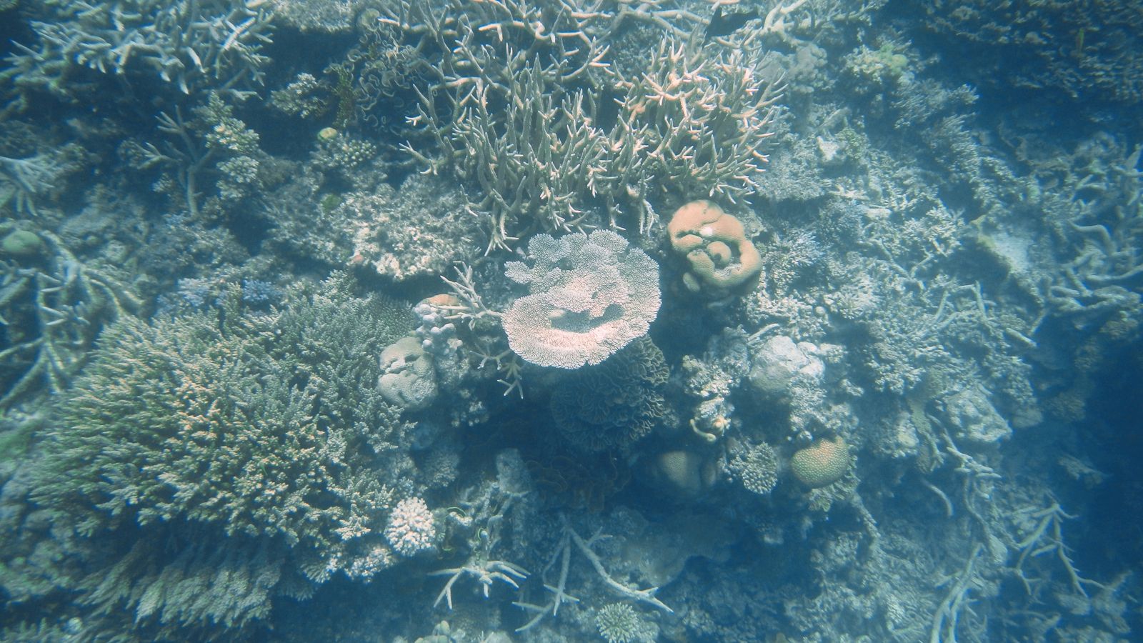 Primary photo of Agincourt Reef