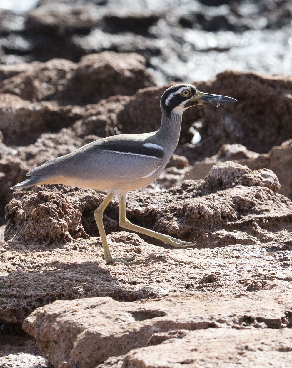 Primary photo of Back Beach (Karratha)
