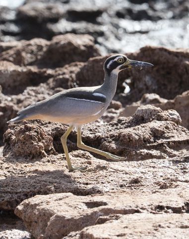 Photo of Back Beach (Karratha)