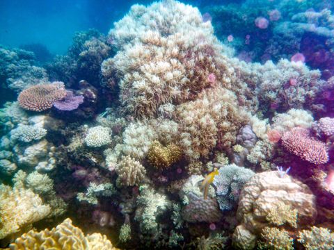 Photo of Banana Bommie (Michaelmas Reef)