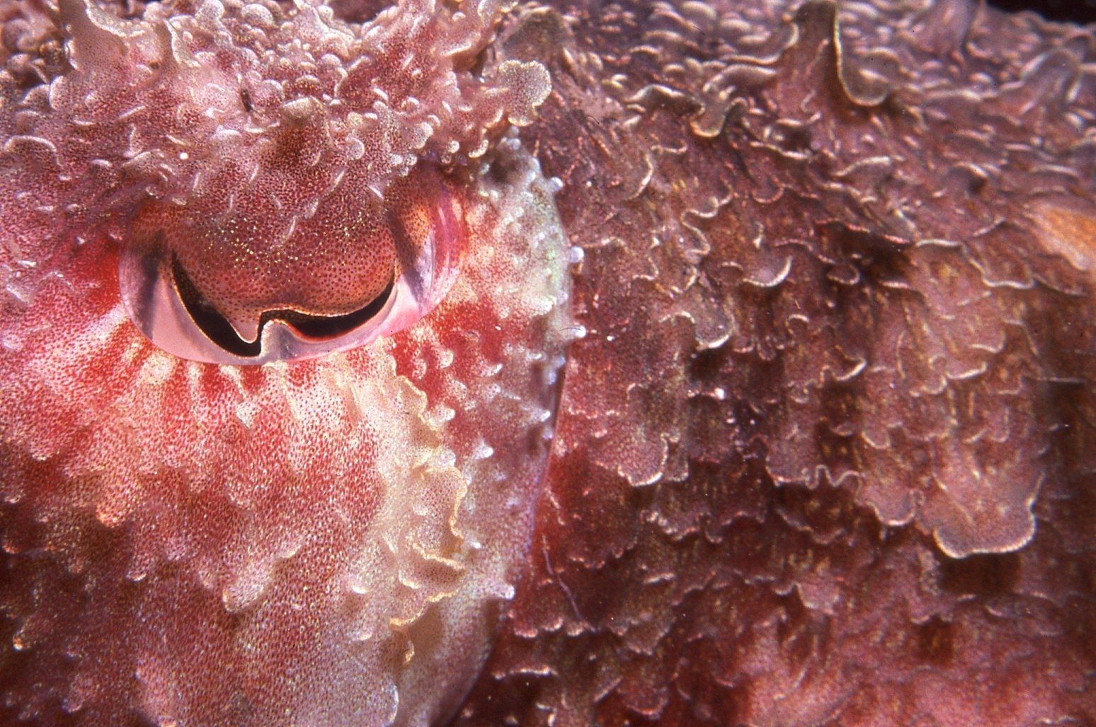Primary photo of Barlings Beach Dive