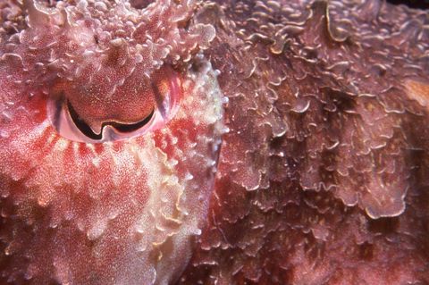 Photo of Barlings Beach Dive