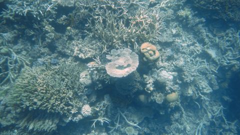 Photo of Barracuda Bommie (Agincourt Reef)