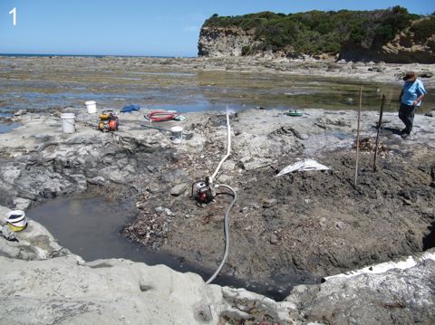 Photo of Bunurong Marine Park (rock platforms)