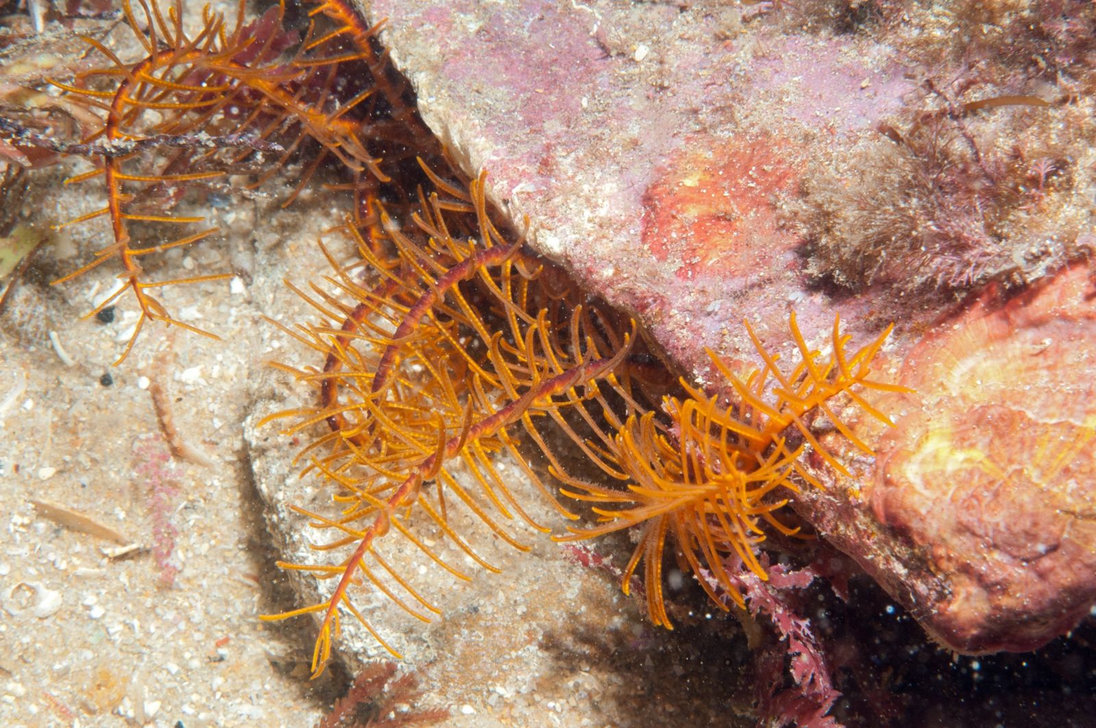Primary photo of Bunurong Marine Park