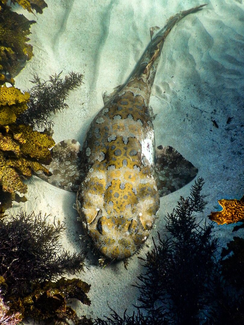 Primary photo of Cabbage Tree Bay Aquatic Reserve (Manly)