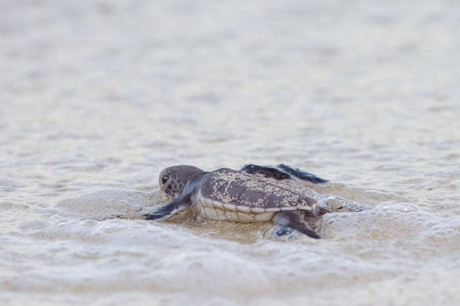 Primary photo of Capricornia Cays National Park