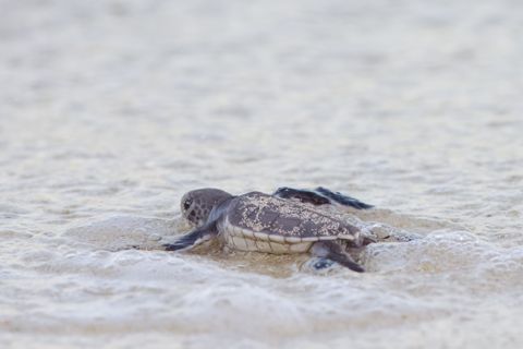 Photo of Capricornia Cays National Park