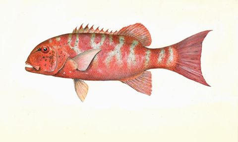 Photo of Chinaman Reef