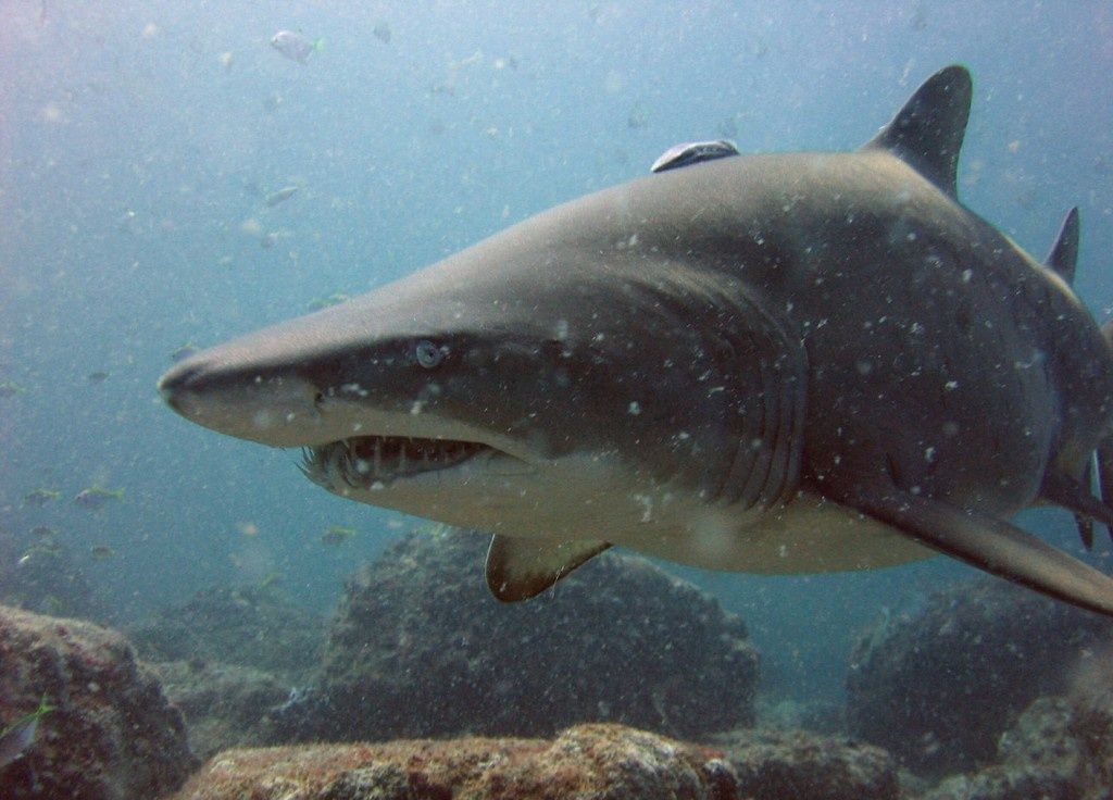 Primary photo of Cod Grounds Marine Park
