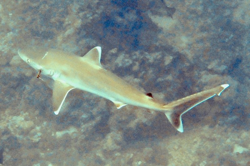 Primary photo of Day Reef