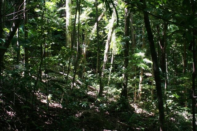Primary photo of Dunk Island (Coonanglebah)
