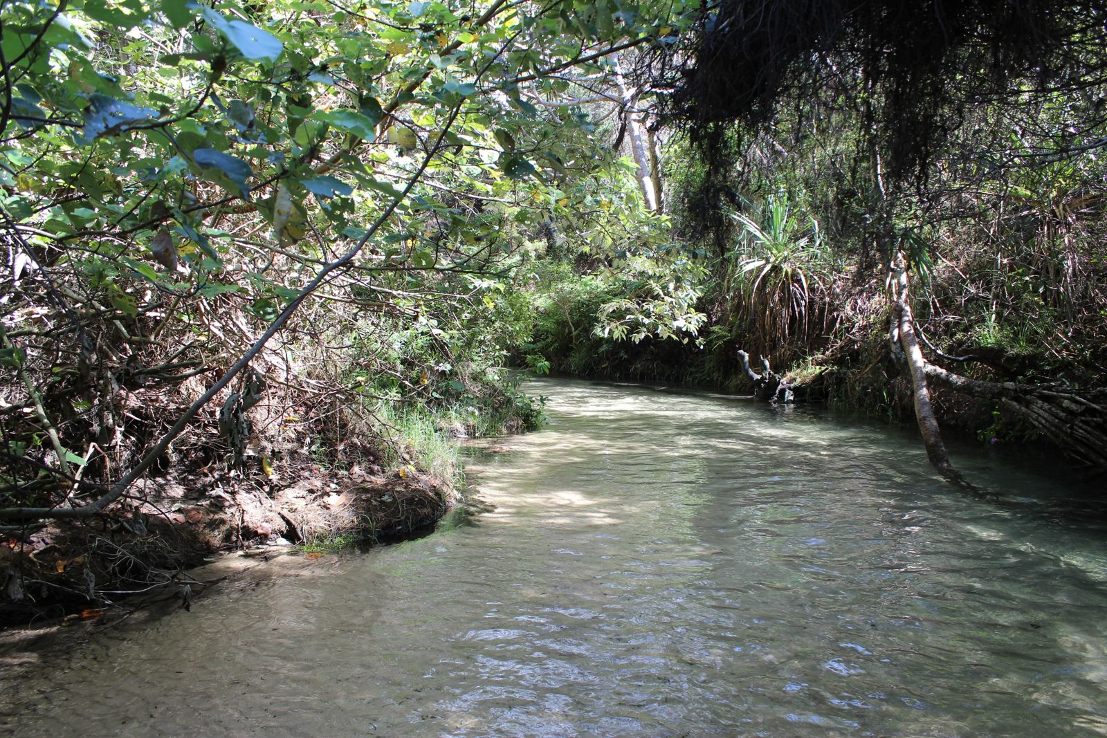 Primary photo of Eli Creek