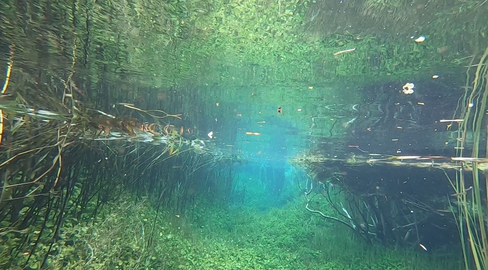 Primary photo of Ewens Ponds