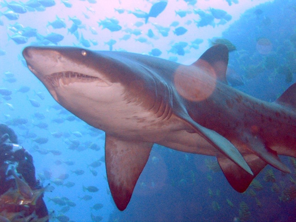 Primary photo of Fish Rock Cave (offshore)