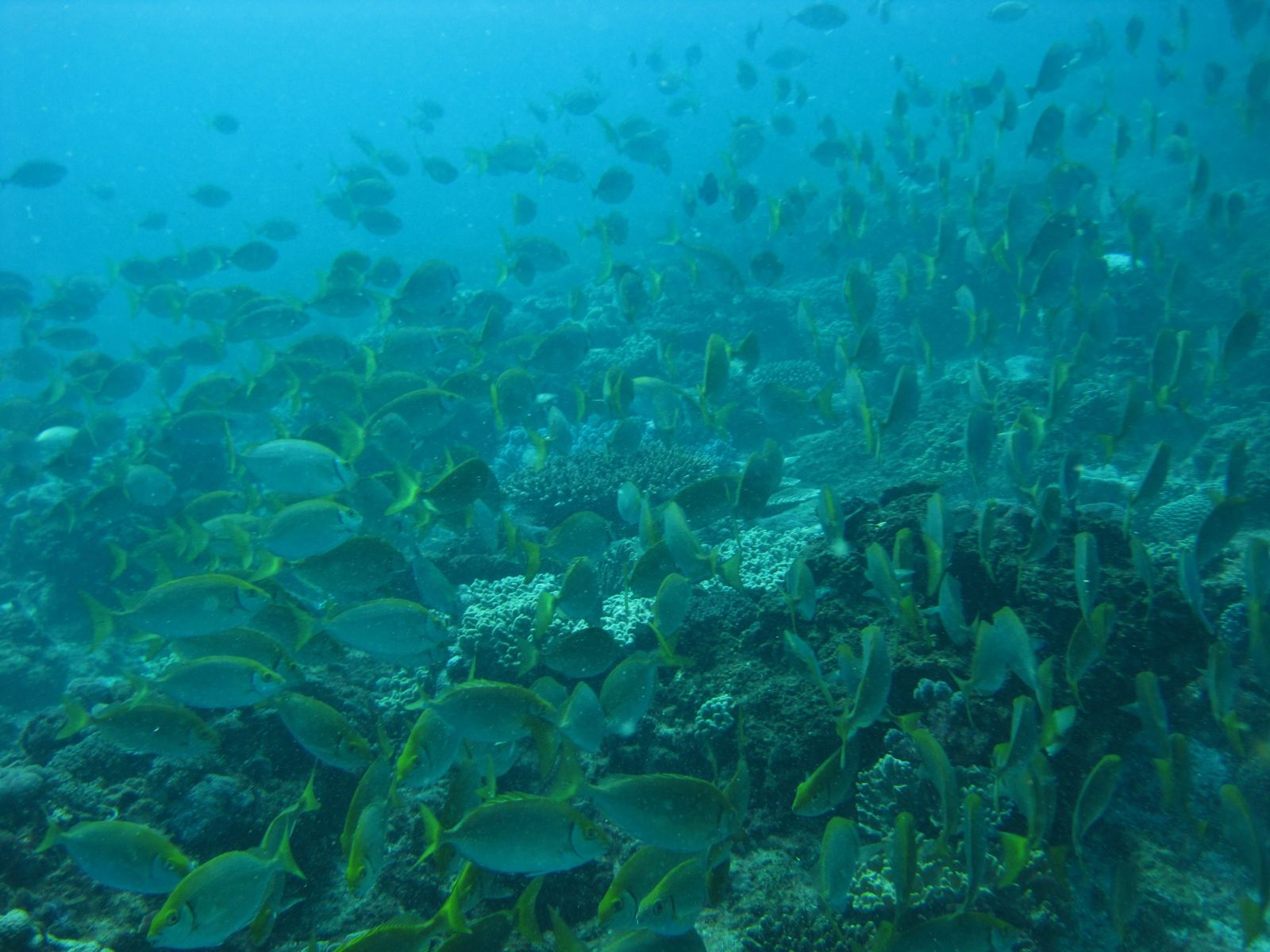 Primary photo of Flinders Reef (Coral Sea)