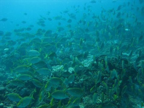 Photo of Flinders Reef (Coral Sea)