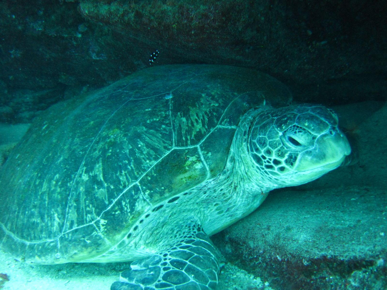 Primary photo of Flinders Reef