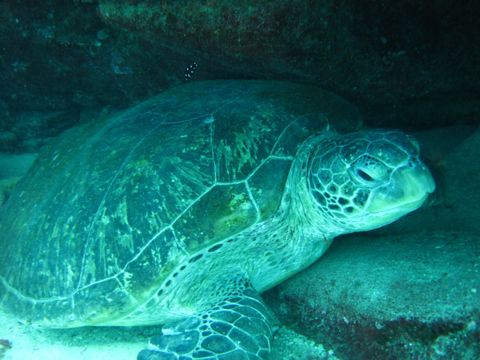 Photo of Flinders Reef