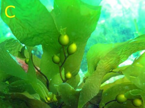 Photo of Fortescue Bay (Giant Kelp Forest)