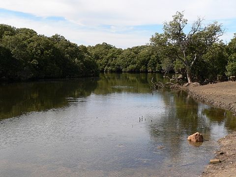 Photo of Gawler River Mangroves (Port Gawler)