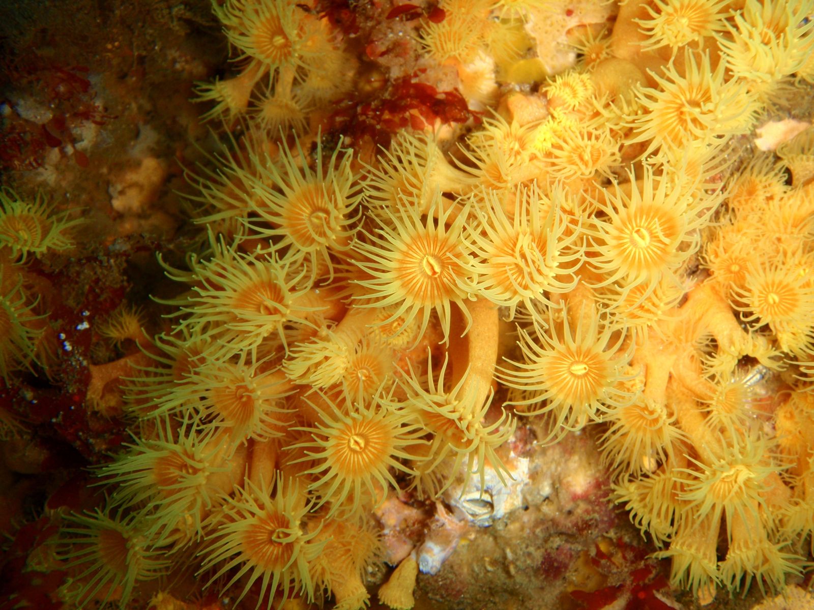 Primary photo of Governor's Island Marine Reserve