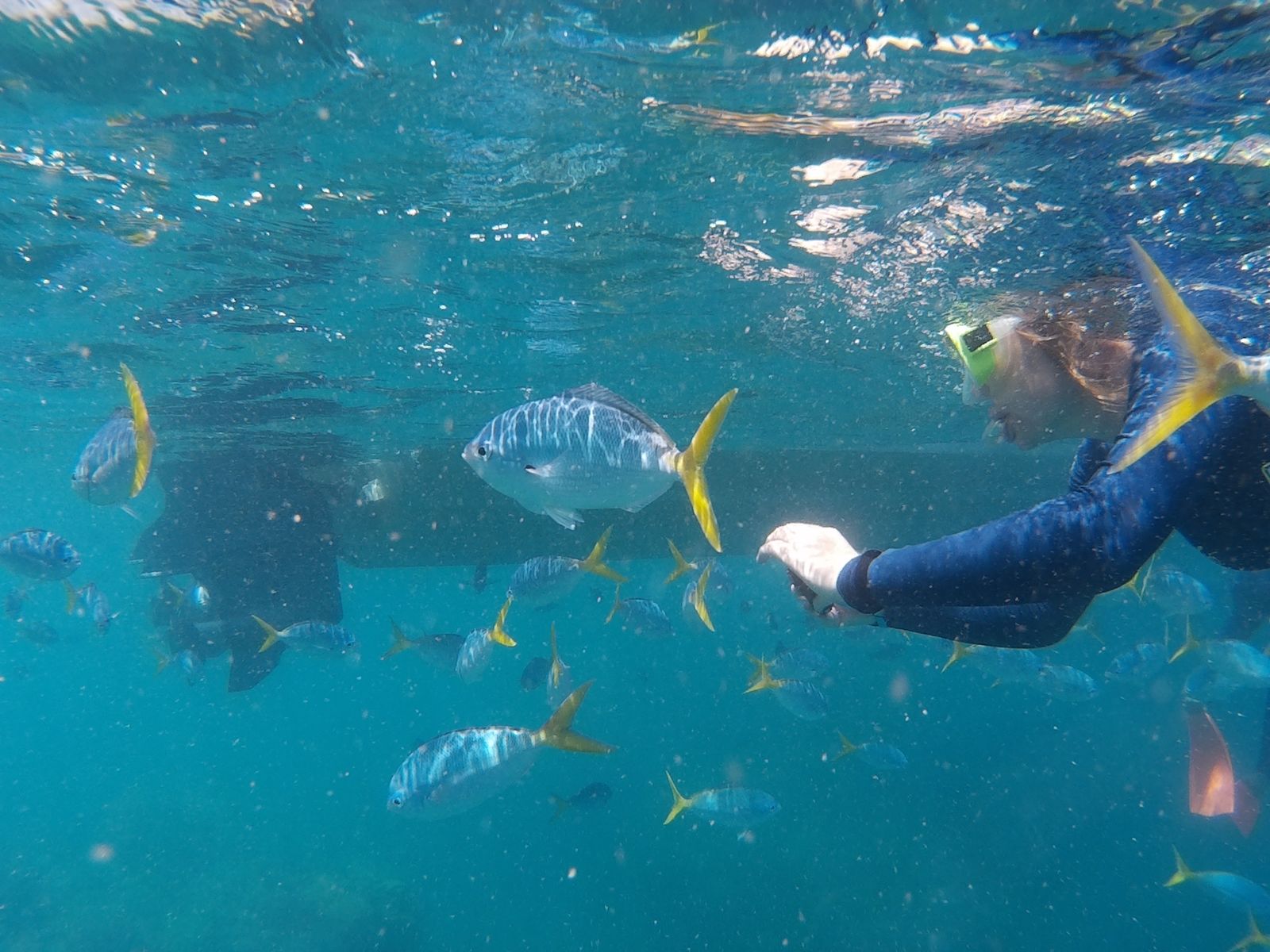 Primary photo of Great Barrier Reef outer reef sites (boat-accessible from Whitsundays)