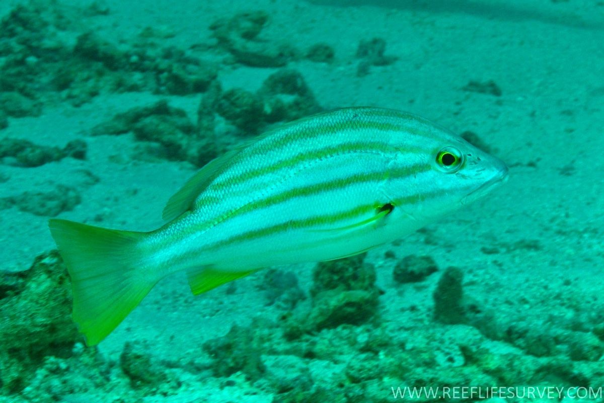 Primary photo of Gulf of Carpentaria Marine Park (reefs & pinnacles)