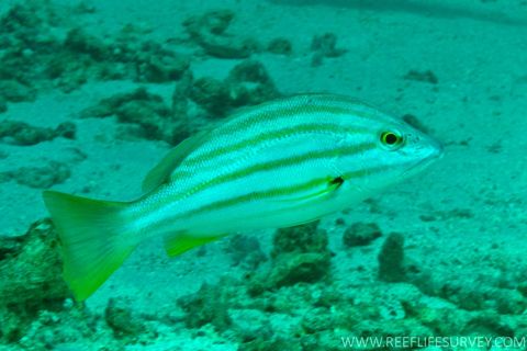 Photo of Gulf of Carpentaria Marine Park (reefs & pinnacles)
