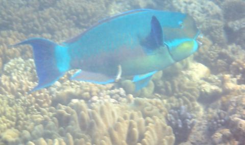 Photo of Hastings Reef