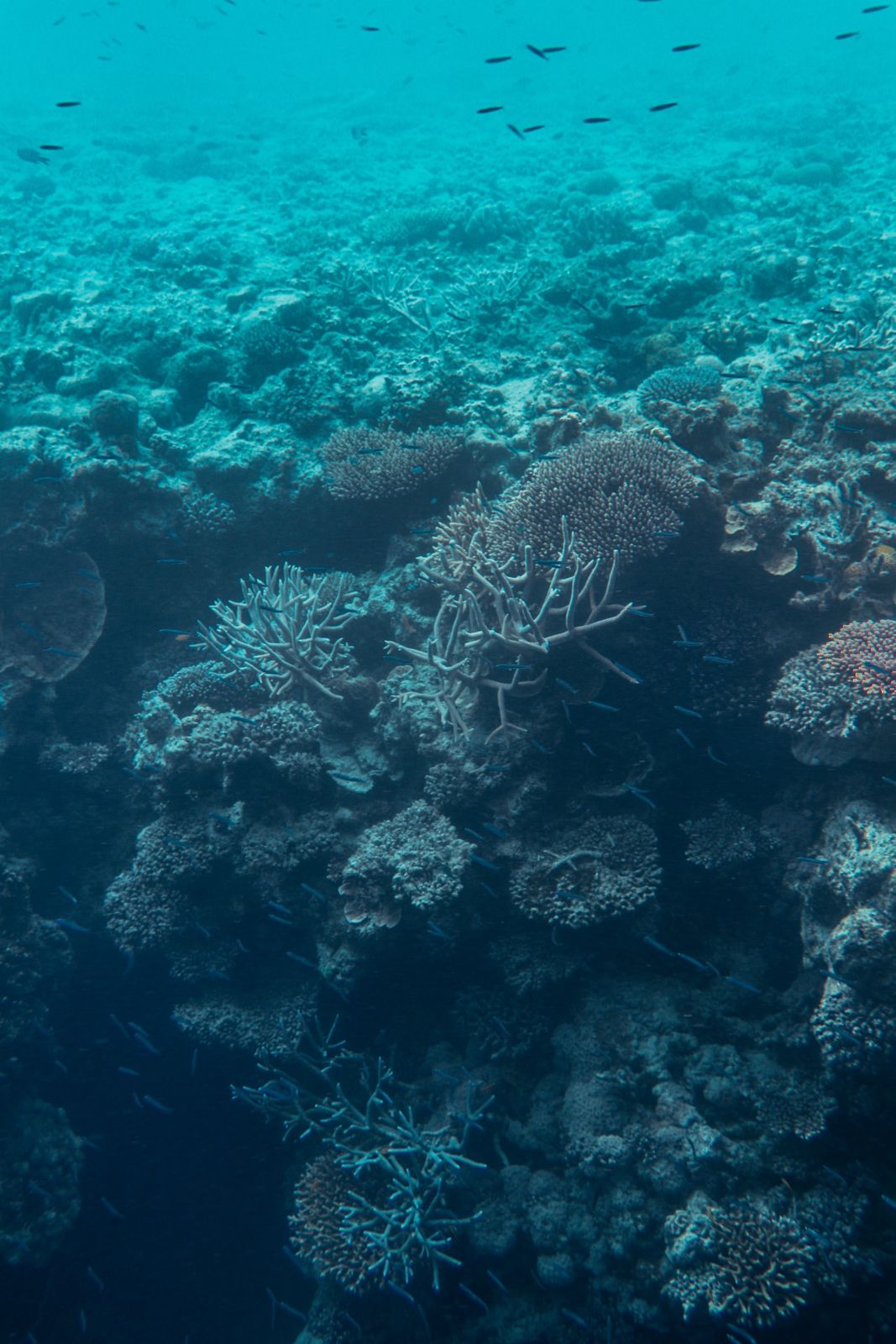 Primary photo of Henry's Bommie (Fairey Reef)