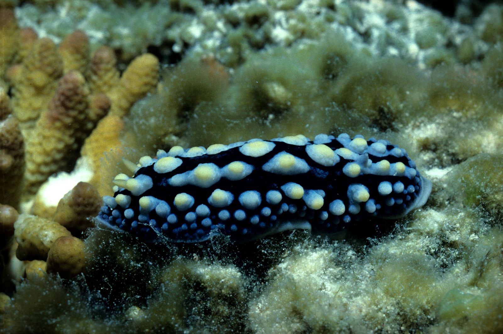Primary photo of Heron Island dive sites (e.g. Coral Gardens, The Gutter, The Canyons)