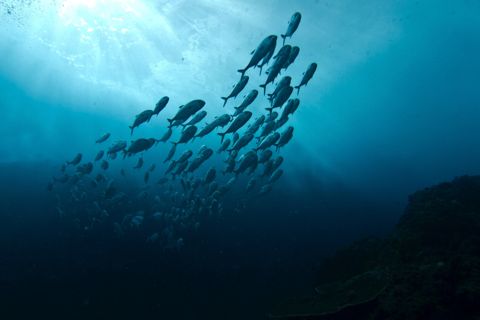 Photo of Julian Rocks (Nguthungulli)