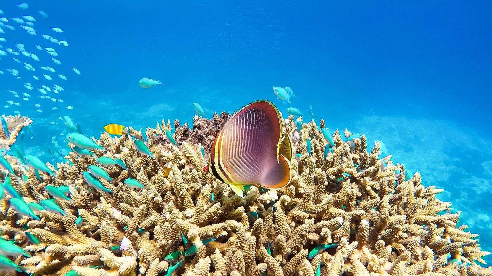 Primary photo of Keeper Reef