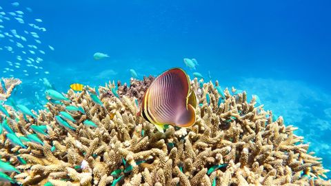 Photo of Keeper Reef