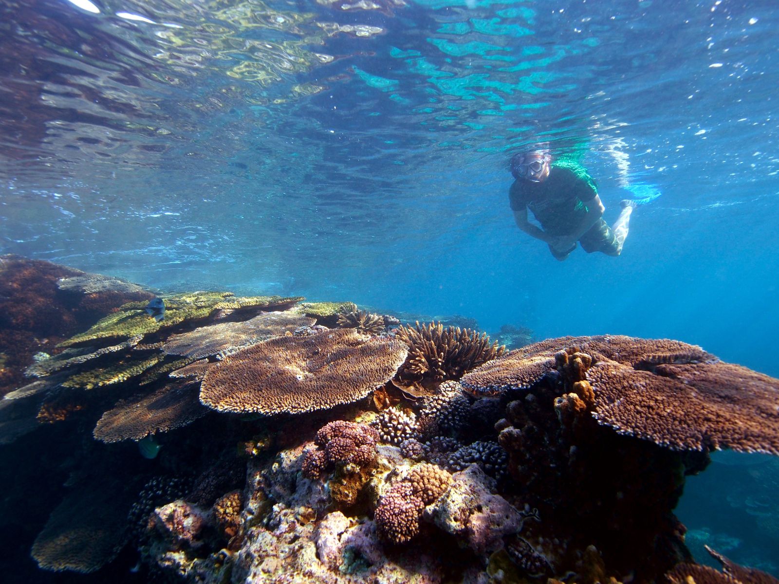 Primary photo of Lady Elliot Island Reef