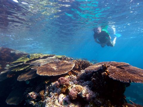 Photo of Lady Elliot Island Reef