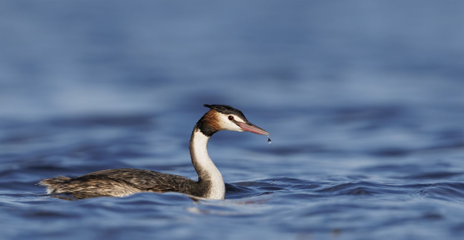 Primary photo of Lake Purrumbete