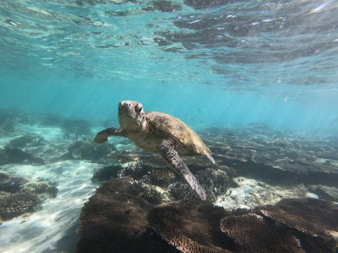 Photo of Lakeside Dive Site (Coral Bay outer reef)