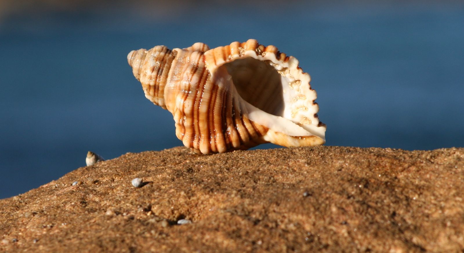 Primary photo of Little Beach