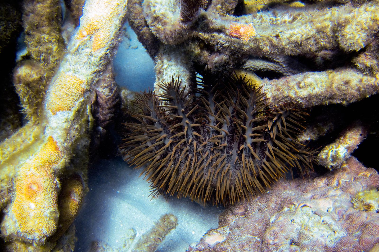 Primary photo of Lizard Island dive sites
