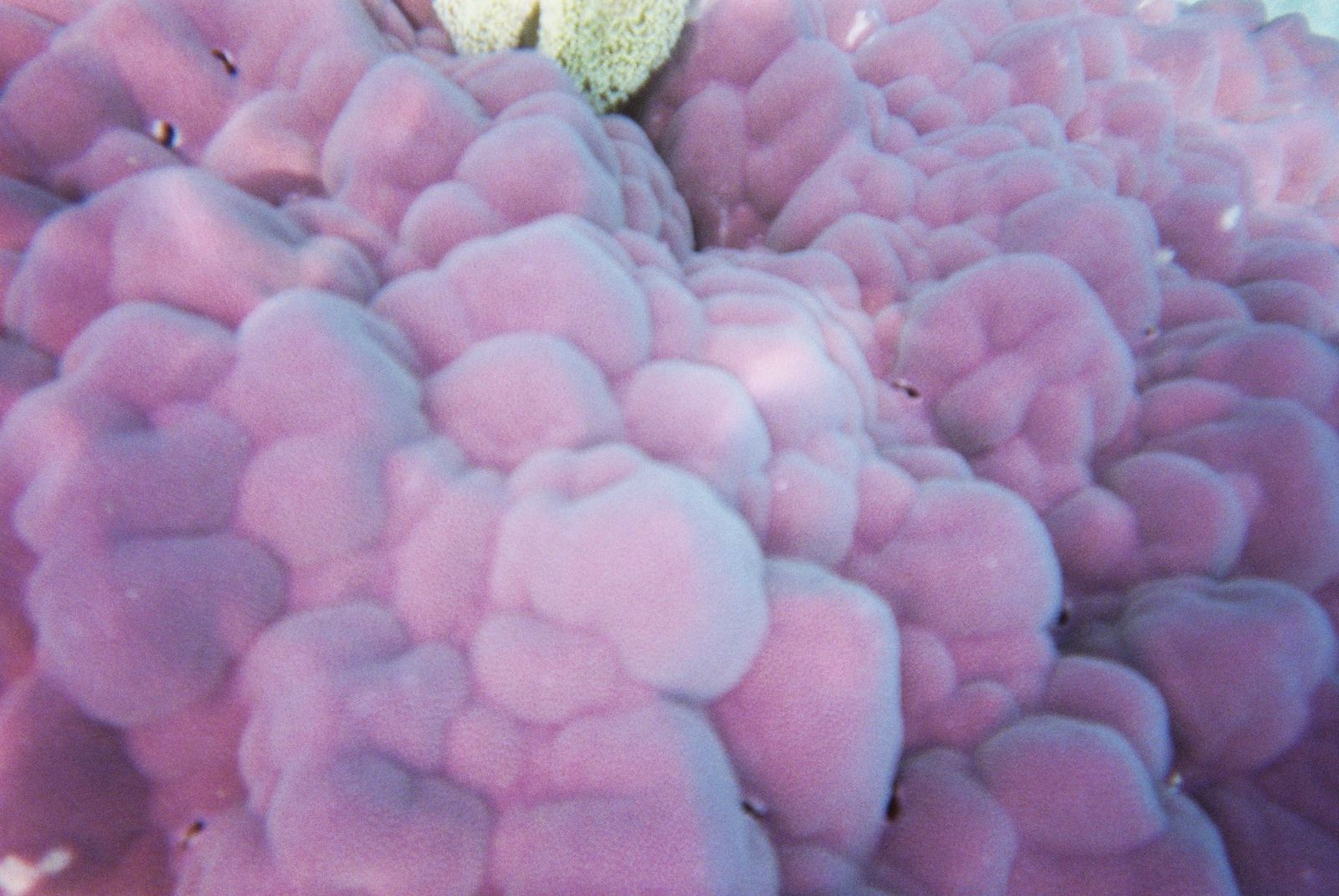 Primary photo of Mackay Reef (Mackay Coral Cay)