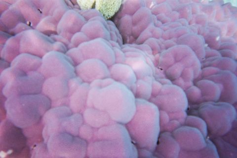 Photo of Mackay Reef (Mackay Coral Cay)