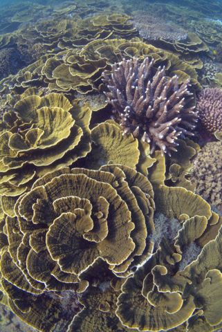 Photo of Magnetic Island Snorkel Trails