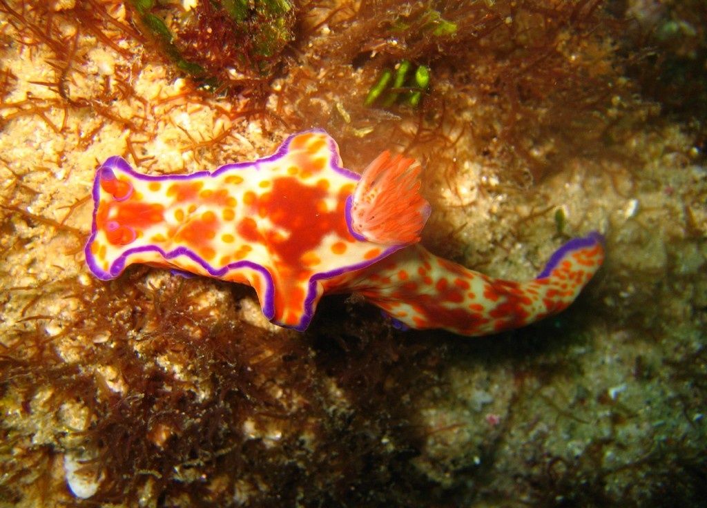 Primary photo of Manta Bommie