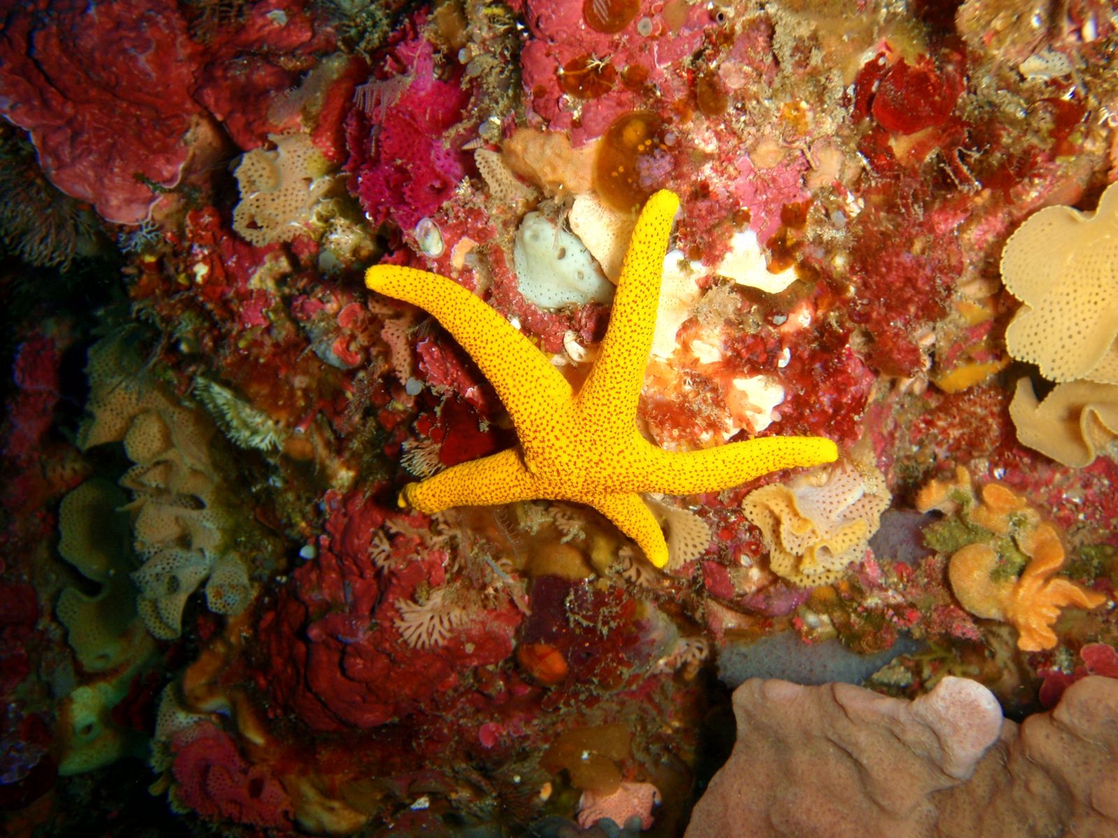 Primary photo of Michaelmas Reef