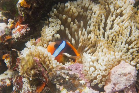 Photo of Milln Reef