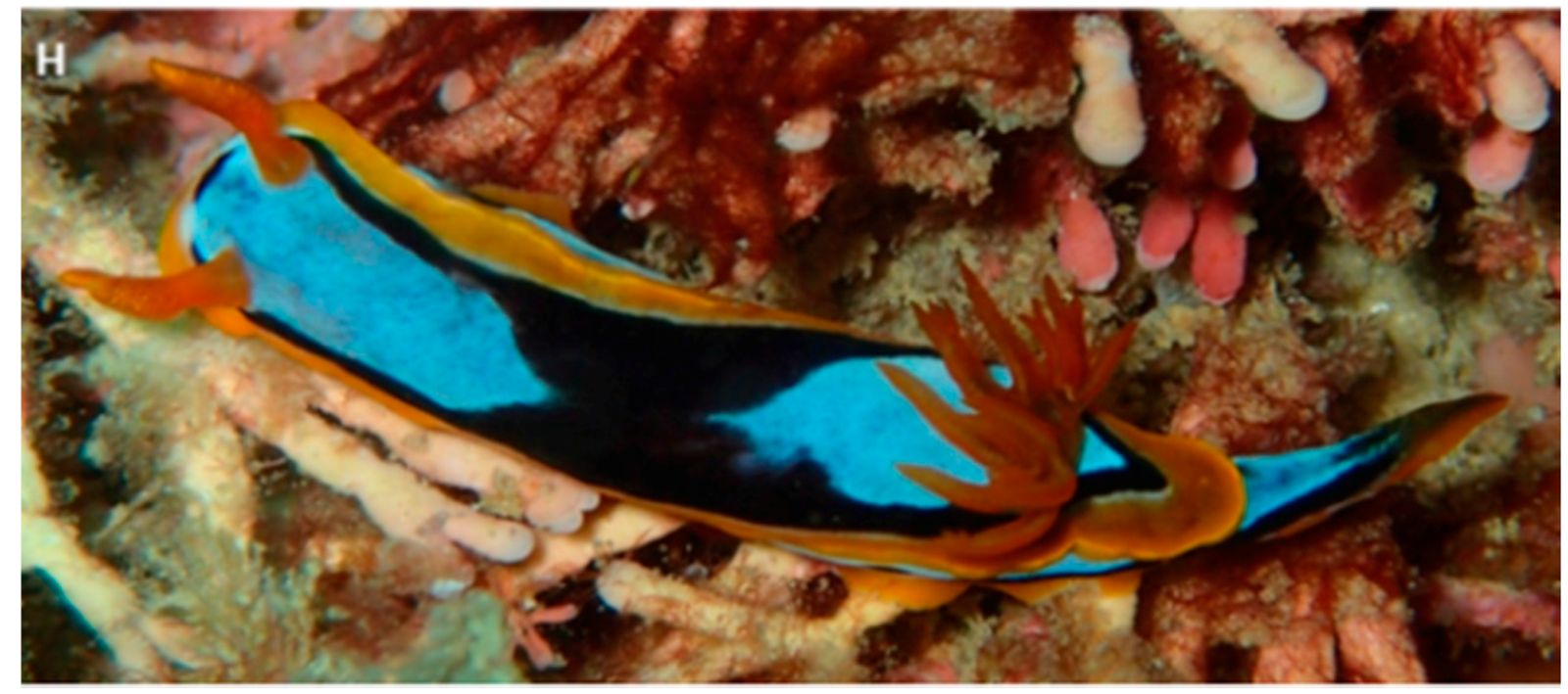 Primary photo of Minden Reefs