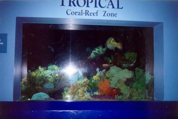 Primary photo of Mooloolaba Reef (Inner Gneering Reef, Outer Gneering Reef, Murphy's Reef)